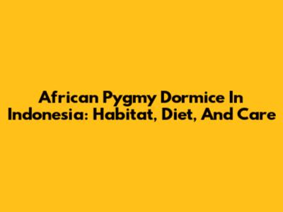 African Pygmy Dormice In Indonesia: Habitat, Diet, And Care