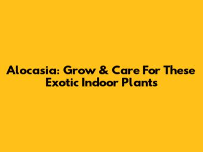 Alocasia: Grow & Care For These Exotic Indoor Plants