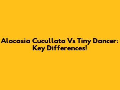 Alocasia Cucullata Vs Tiny Dancer: Key Differences!
