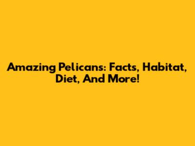 Amazing Pelicans: Facts, Habitat, Diet, And More!