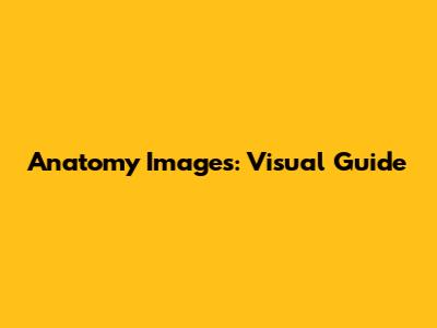 Anatomy Images: Visual Guide