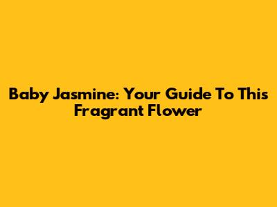 Baby Jasmine: Your Guide To This Fragrant Flower