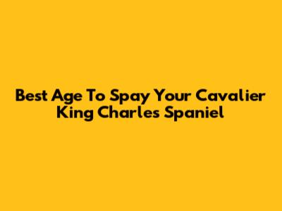 Best Age To Spay Your Cavalier King Charles Spaniel