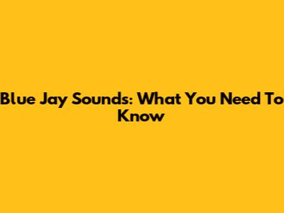 Blue Jay Sounds: What You Need To Know
