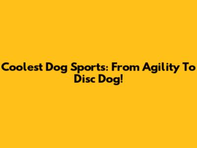 Coolest Dog Sports: From Agility To Disc Dog!