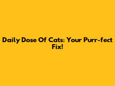 Daily Dose Of Cats: Your Purr-fect Fix!