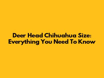 Deer Head Chihuahua Size: Everything You Need To Know