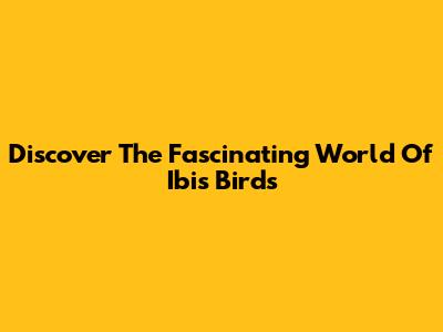 Discover The Fascinating World Of Ibis Birds