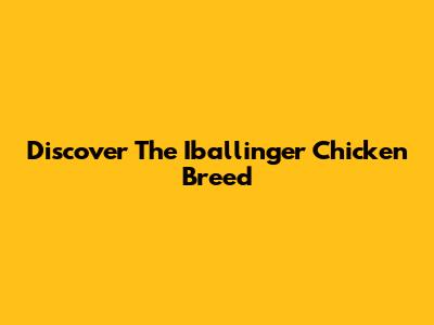 Discover The Iballinger Chicken Breed