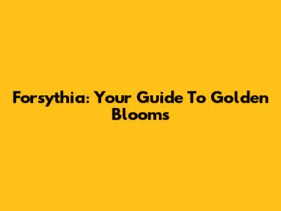 Forsythia: Your Guide To Golden Blooms