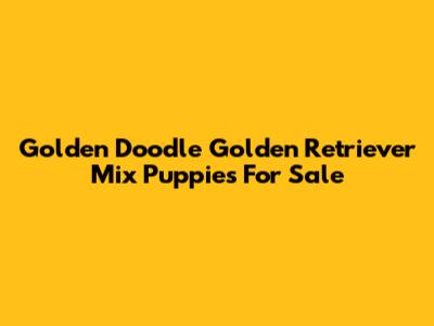 Golden Doodle Golden Retriever Mix Puppies For Sale