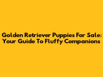 Golden Retriever Puppies For Sale: Your Guide To Fluffy Companions
