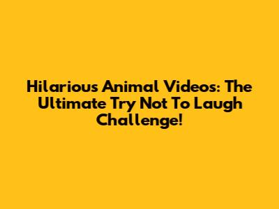 Hilarious Animal Videos: The Ultimate Try Not To Laugh Challenge!