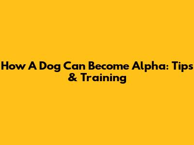 How A Dog Can Become Alpha: Tips & Training