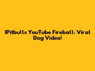 IPitbull's YouTube Fireball: Viral Dog Video!