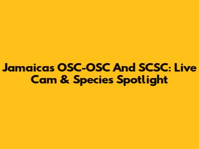 Jamaica's OSC-OSC And SCSC: Live Cam & Species Spotlight