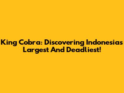 King Cobra: Discovering Indonesia's Largest And Deadliest!