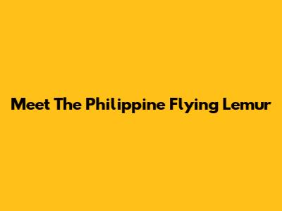 Meet The Philippine Flying Lemur