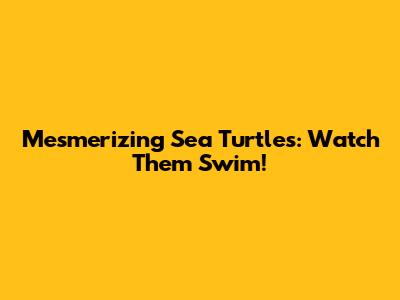 Mesmerizing Sea Turtles: Watch Them Swim!