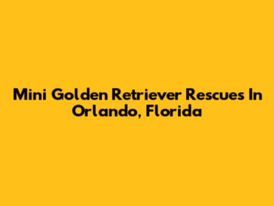 Mini Golden Retriever Rescues In Orlando, Florida
