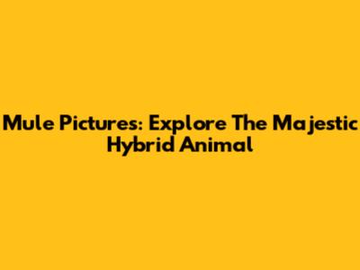 Mule Pictures: Explore The Majestic Hybrid Animal