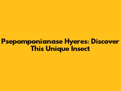 Psepomponianase Hyeres: Discover This Unique Insect