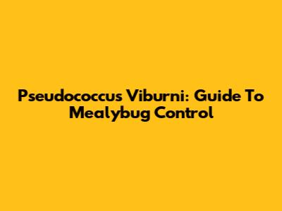 Pseudococcus Viburni: Guide To Mealybug Control