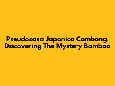 Pseudosasa Japonica Combong: Discovering The Mystery Bamboo