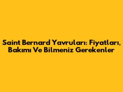 Saint Bernard Yavruları: Fiyatları, Bakımı Ve Bilmeniz Gerekenler