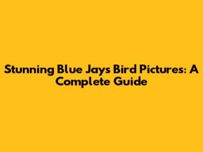 Stunning Blue Jays Bird Pictures: A Complete Guide