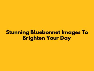 Stunning Bluebonnet Images To Brighten Your Day