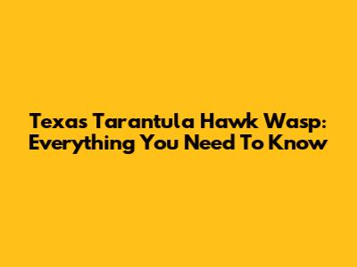 Texas Tarantula Hawk Wasp: Everything You Need To Know