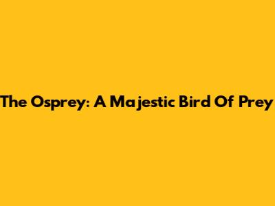 The Osprey: A Majestic Bird Of Prey