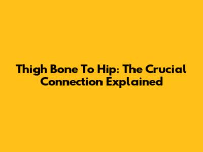 Thigh Bone To Hip: The Crucial Connection Explained