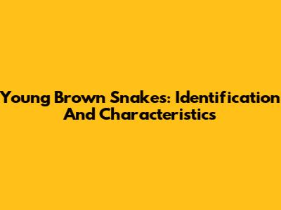 Young Brown Snakes: Identification And Characteristics