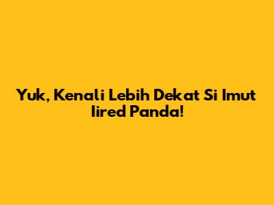 Yuk, Kenali Lebih Dekat Si Imut Iired Panda!